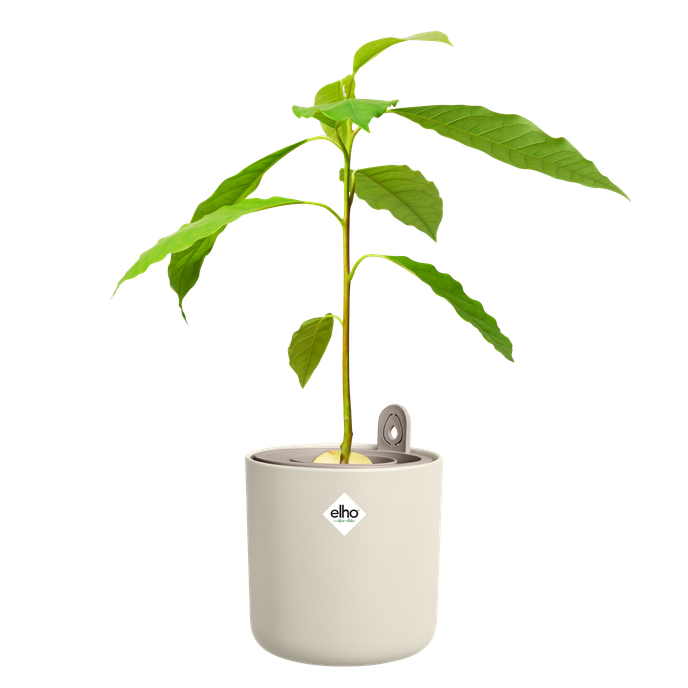 amazing avocado pot leinenweiß